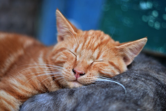 cat nap picture